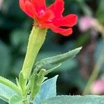 Silene chalcedonica Flower