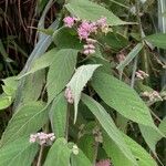 Callicarpa pedunculata Leaf