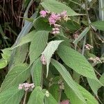 Callicarpa pedunculata Lapas