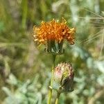 Thelesperma megapotamicum Flor