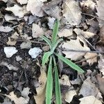 Phlomis lychnitis Leaf