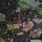 Lathyrus hirsutus Flower