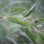 Psorospermum corymbiferum Blad