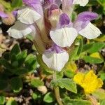 Scutellaria alpinaVirág