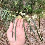 Acacia suaveolens Folha