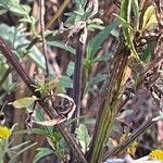 Bidens aristosa Bark