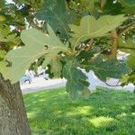 Quercus robur Lapas