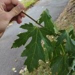 Acer saccharinumList