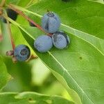 Nyssa sylvatica Fruit