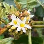 Solanum chrysotrichum Floro