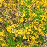 Forsythia suspensaഇല