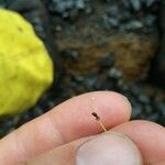 Isolepis sepulcralis Fruit