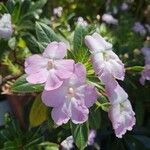 Impatiens sodeniiফুল