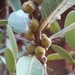 Ficus cordata Fruto