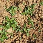 Amaranthus blitoides Blad