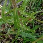 Campanula medium Blatt