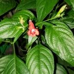 Ruellia brevifolia Floare