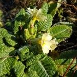 Primula elatiorLeaf