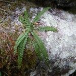 Asplenium viride Hábito