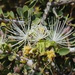 Maerua crassifolia Otro