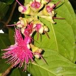 Syzygium malaccenseFlower