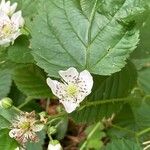 Rubus polonicus Flower