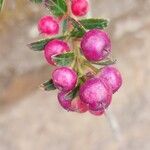 Gaultheria myrsinoides Plod