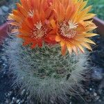 Parodia microsperma Flor