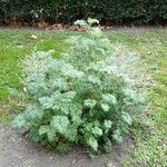 Artemisia absinthium Pokrój