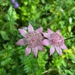 Astrantia maxima Λουλούδι