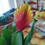 Vriesea splendens Цвят