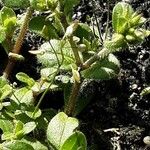 Cerastium semidecandrum Hoja