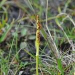 Botrychium simplex Fruit