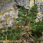 Asplenium hispanicum Altro