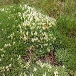Astragalus angustifolius Floare