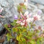 Trifolium pallescens 花