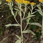 Inula helenioides Habitus