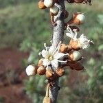 Pycnandra controversa Flower