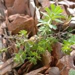 Galium murale Feuille