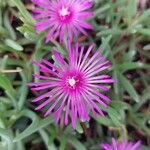 Delosperma cooperiFlor