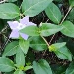 Vinca difformis Blüte