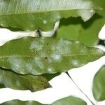 Syzygium cordemoyi Hoja