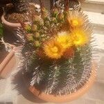 Ferocactus herrerae Kvet