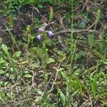 Nuttallanthus canadensis Fleur