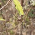 Bonamia spectabilis Blatt