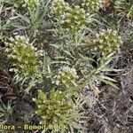 Echium brevirame Staniste