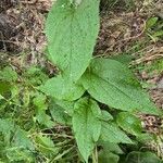 Mertensia paniculata Hoja