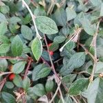 Cotoneaster franchetiiLeaf