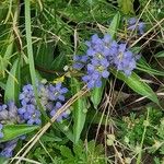 Gentiana decumbens