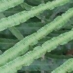 Blechnum gibbum Leaf